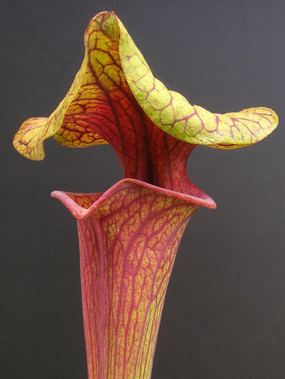 Sarracenia flava var. ornata  "Dipping lid" F87 MK