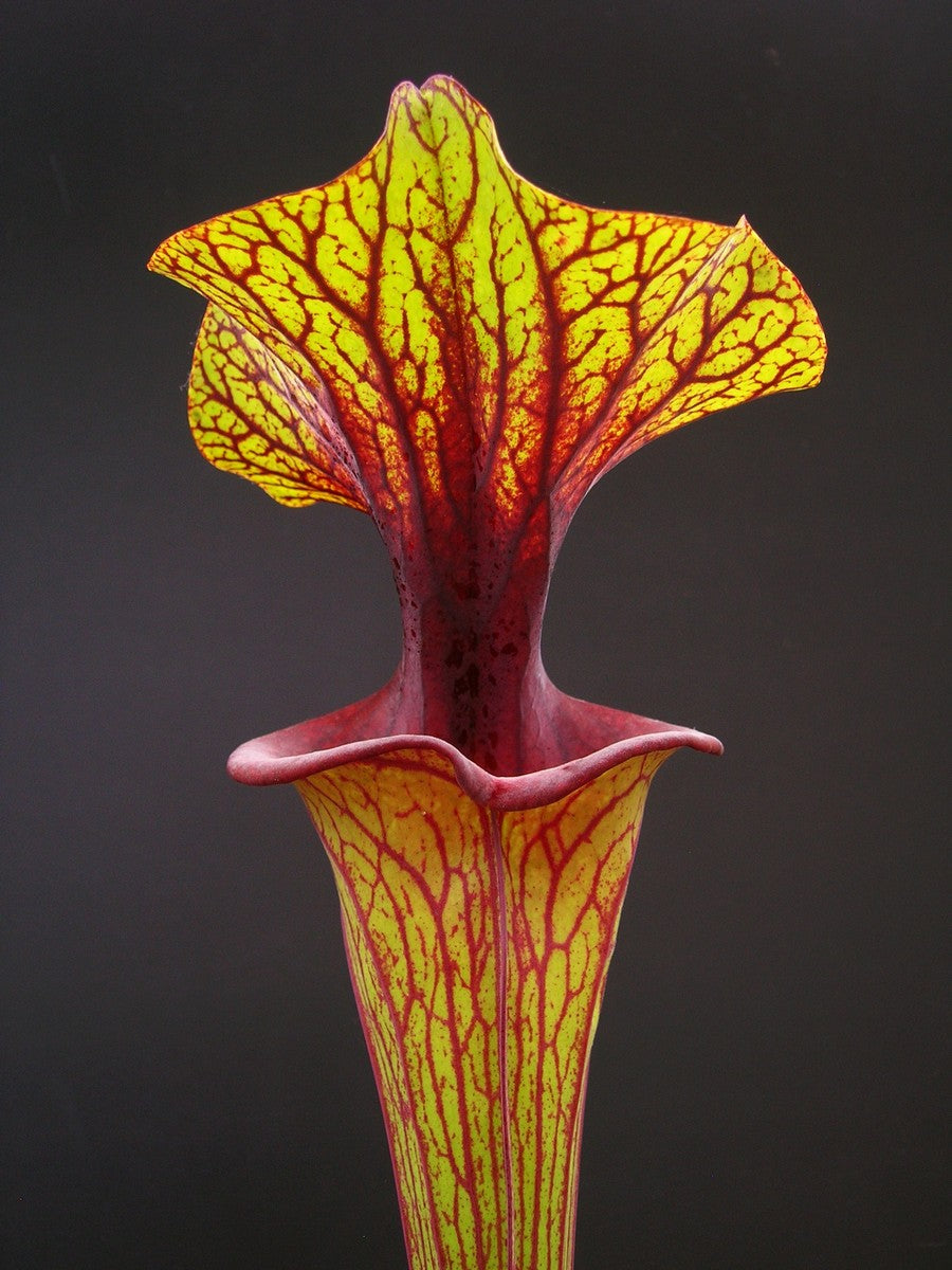 Sarracenia flava var. ornata   F88 MK  Apalachicola National Forest, FL