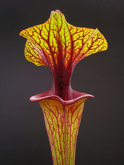 Sarracenia flava var. ornata   F88 MK  Apalachicola National Forest, FL