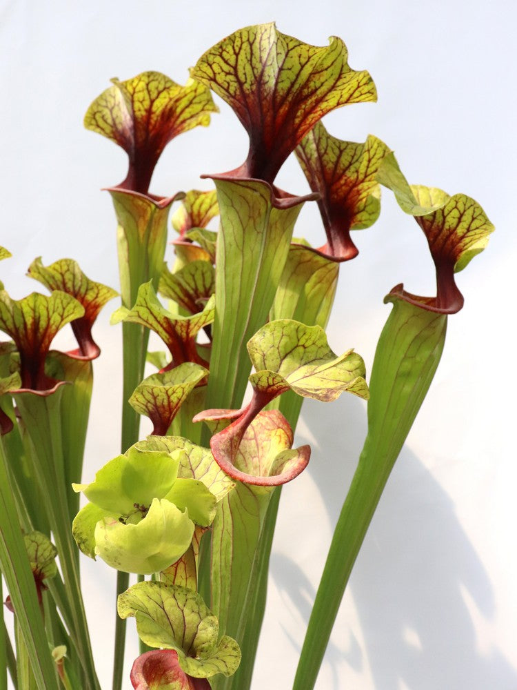 Sarracenia flava var. ornata   F88 MK  Apalachicola National Forest, FL