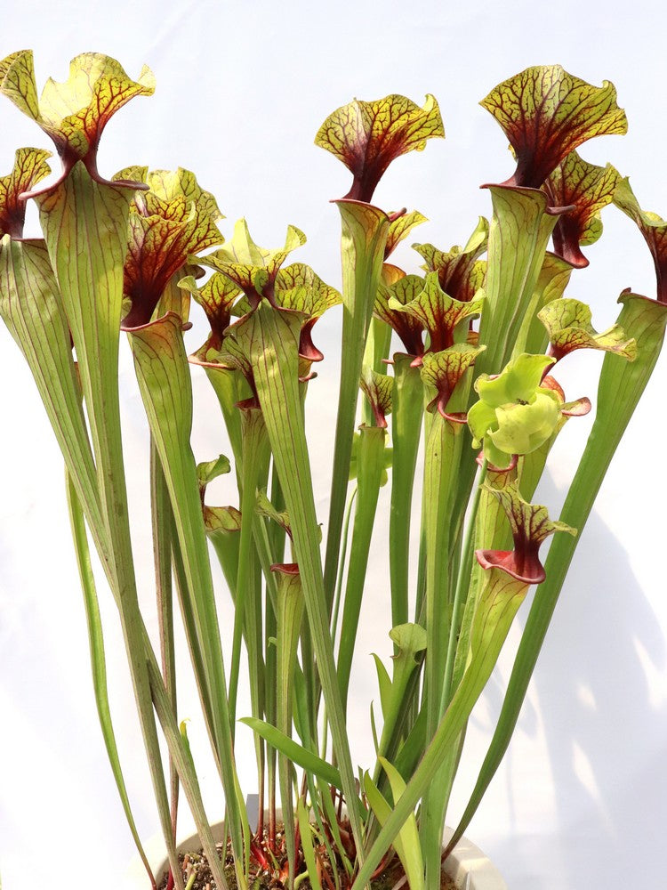 Sarracenia flava var. ornata   F88 MK  Apalachicola National Forest, FL