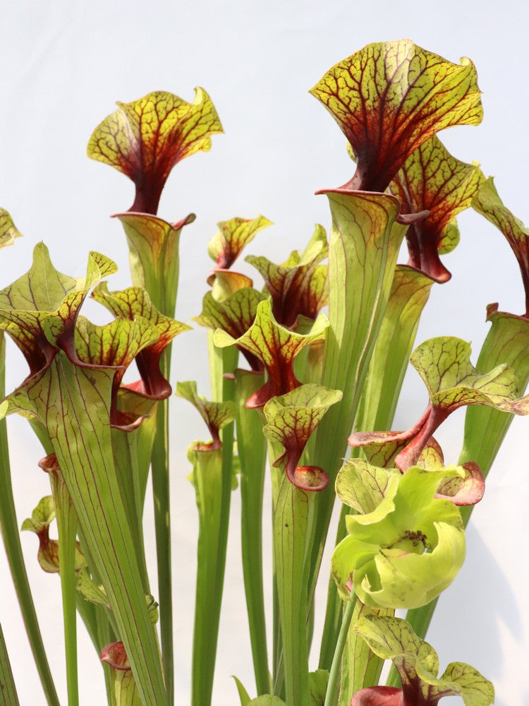 Sarracenia flava var. ornata   F88 MK  Apalachicola National Forest, FL