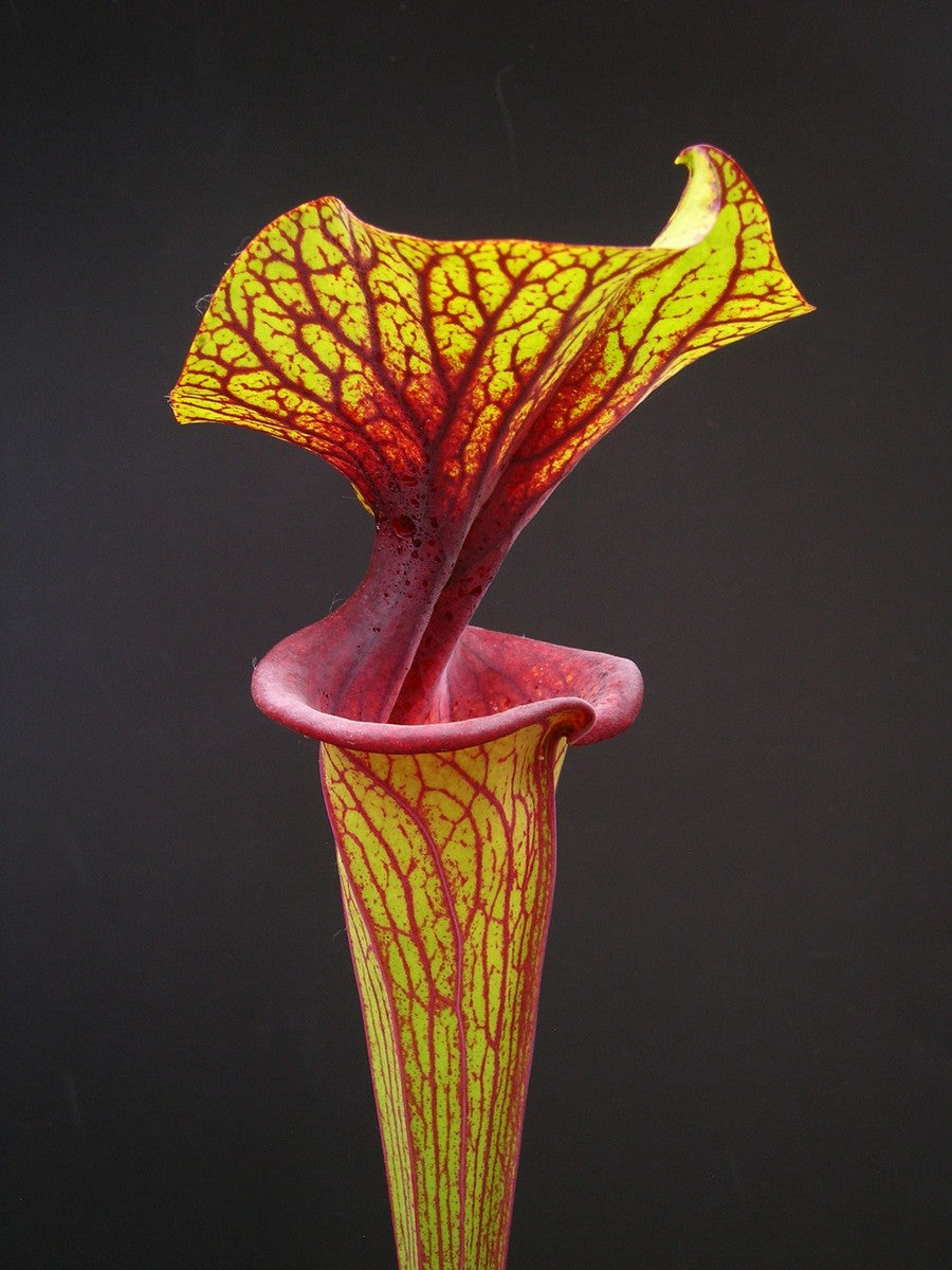 Sarracenia flava var. ornata   F88 MK  Apalachicola National Forest, FL