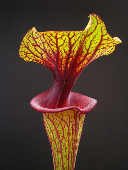 Sarracenia flava var. ornata   F88 MK  Apalachicola National Forest, FL