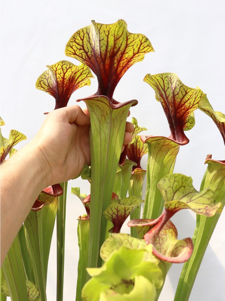 Sarracenia flava var. ornata   F88 MK  Apalachicola National Forest, FL