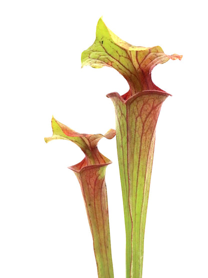 Sarracenia flava var. ornata  F99 MK  Medium vein, red throat, Apalachicola National Forest, FL.