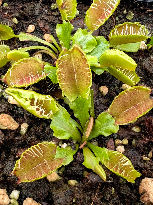 Dionaea muscipula "Fiamma"