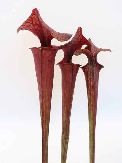 Sarracenia flava var. rubricorpora FL104 RVL lila Röhre