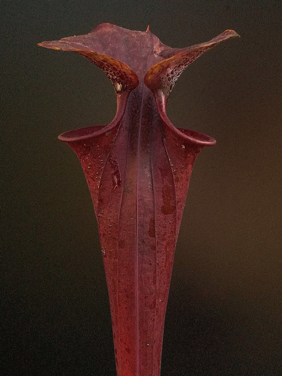 Sarracenia flava var. rubricorpora FL104 RVL lila Röhre