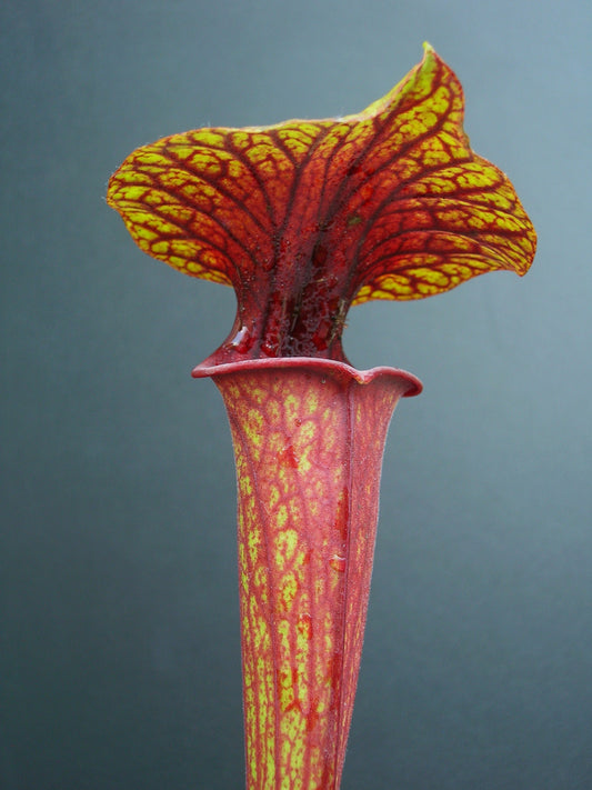 Sarracenia flava var. ornata "Red Throat" Wewahitchka  FL109 RVL