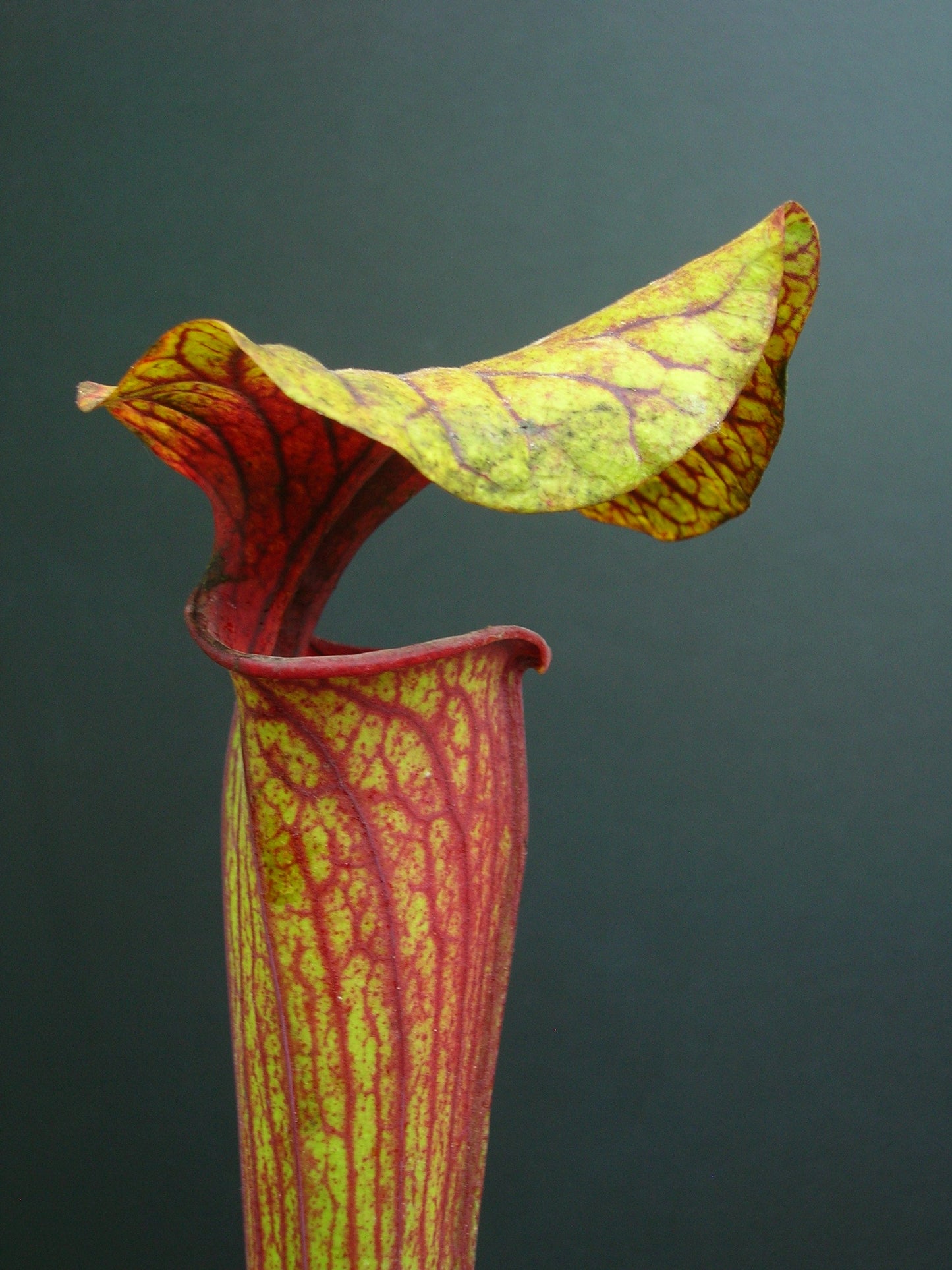 Sarracenia flava var. ornata "Red Throat" Wewahitchka  FL109 RVL