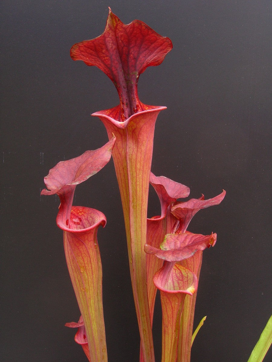 Sarracenia flava var. atropurpurea FL10 RVL