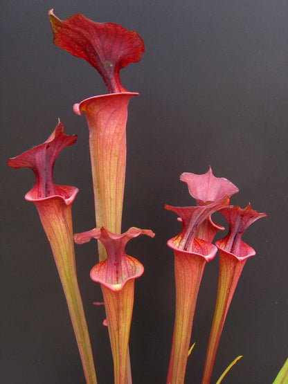 Sarracenia flava var. atropurpurea FL10 RVL