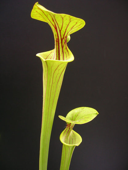 Sarracenia flava var. ornata  F156 MK  Prince George Co.