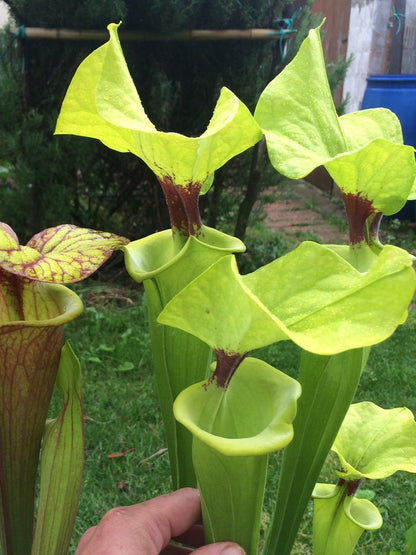 Sarracenia flava var. rugelii  " Very giant form "  FL77 RVO