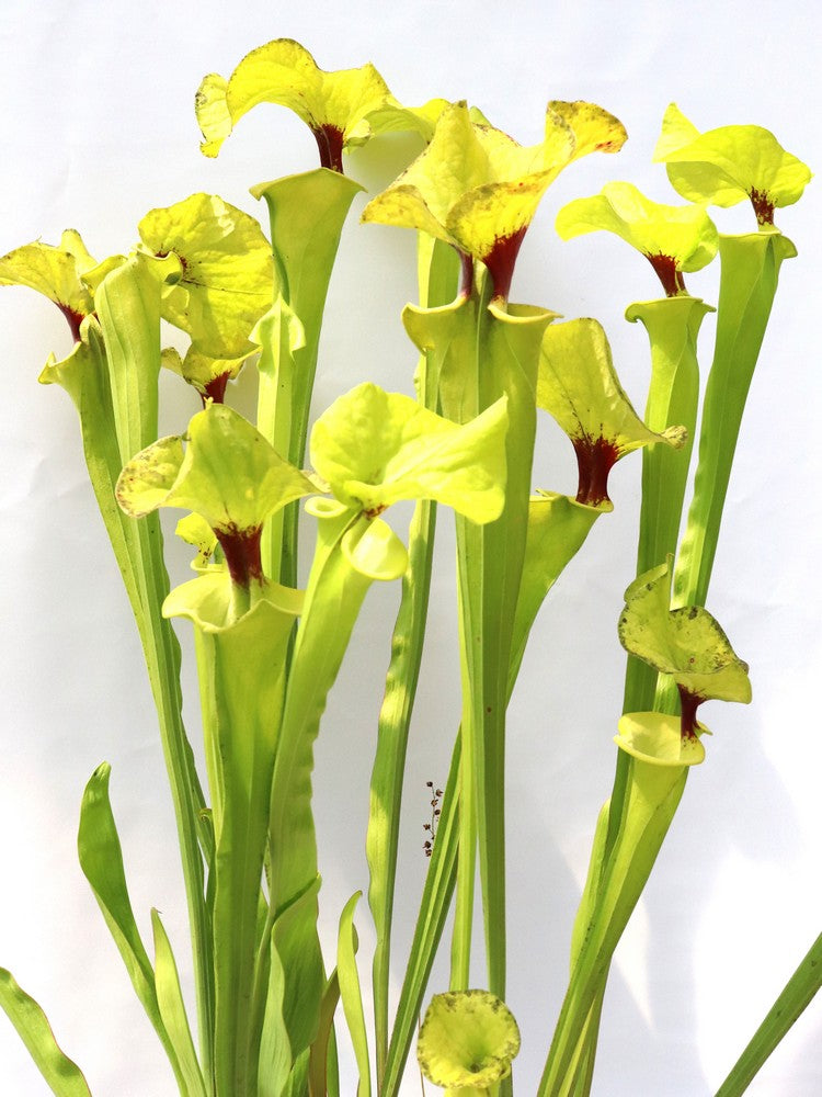 Sarracenia flava var. rugelii  " Very giant form "  FL77 RVO