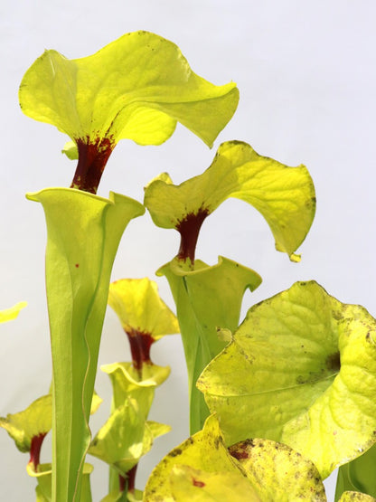 Sarracenia flava var. rugelii  " Very giant form "  FL77 RVO