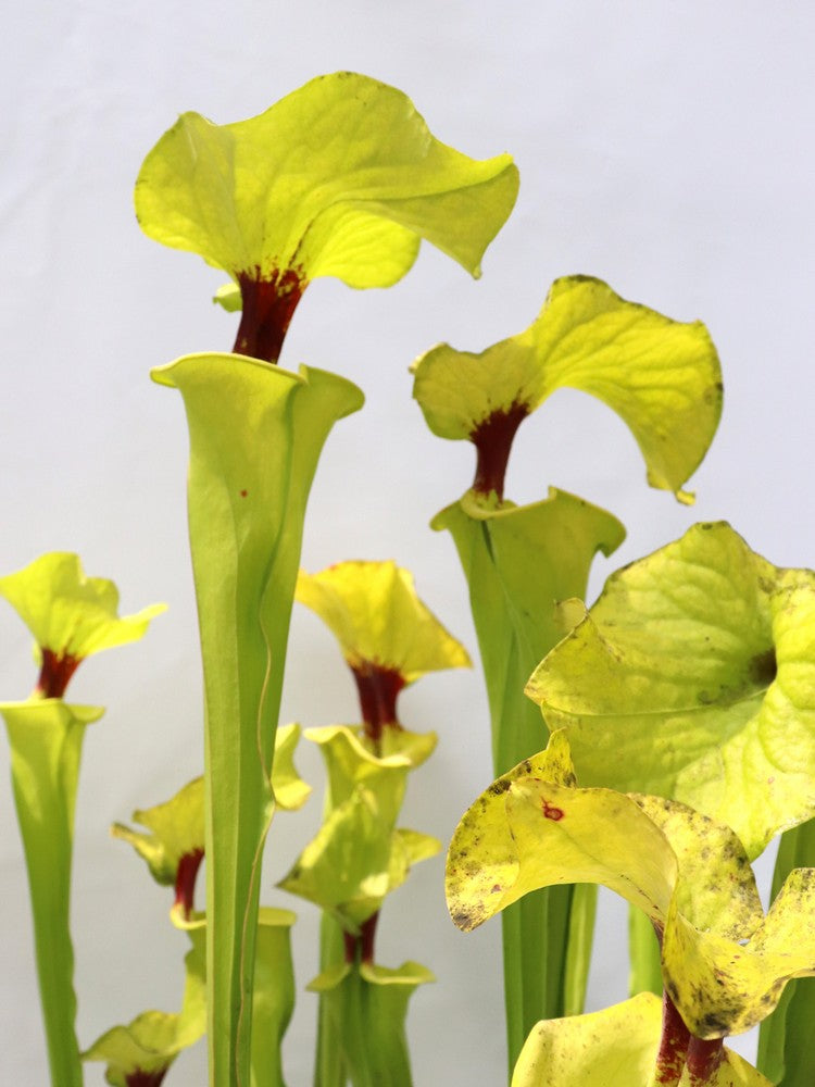 Sarracenia flava var. rugelii  " Very giant form "  FL77 RVO