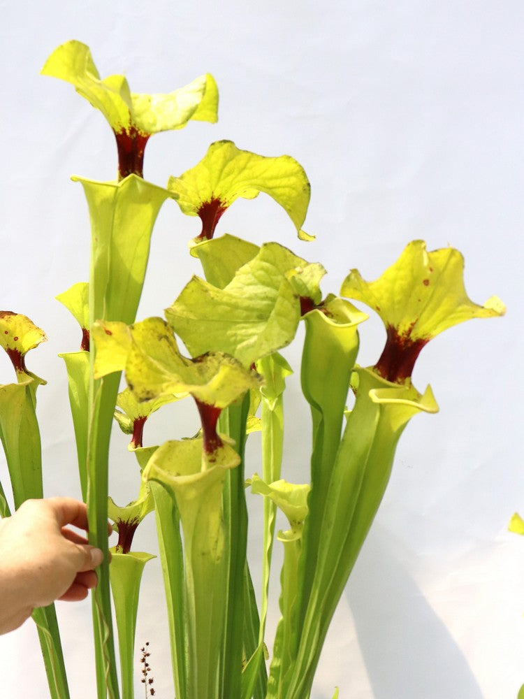 Sarracenia flava var. rugelii  " Very giant form "  FL77 RVO