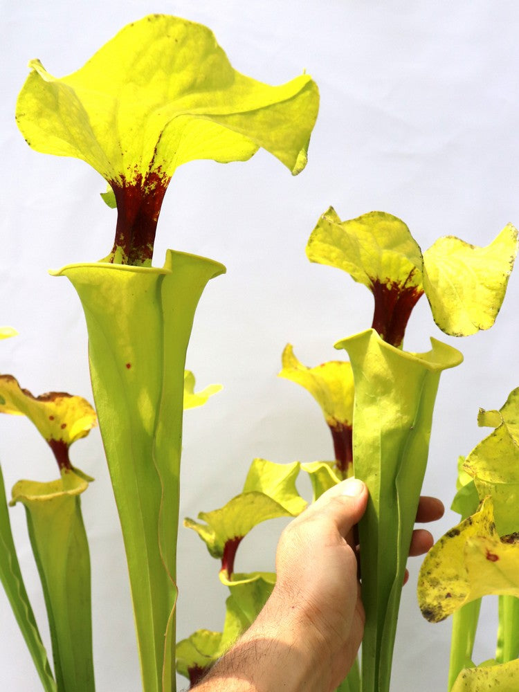 Sarracenia flava var. rugelii  " Very giant form "  FL77 RVO