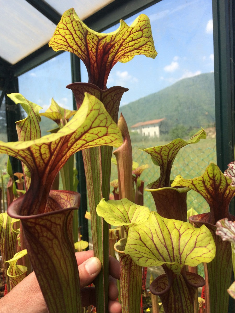 Sarracenia flava var. rubricorpora FL83 RVL ""Rainbow"