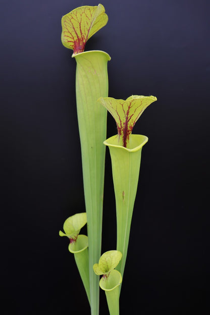 Sarracenia flava Giant Adrian Slack 'Maxima'