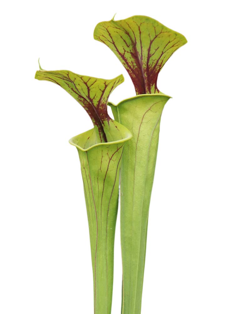 Sarracenia flava var. flava ('Maxima' x vigorous clone) F142 MK