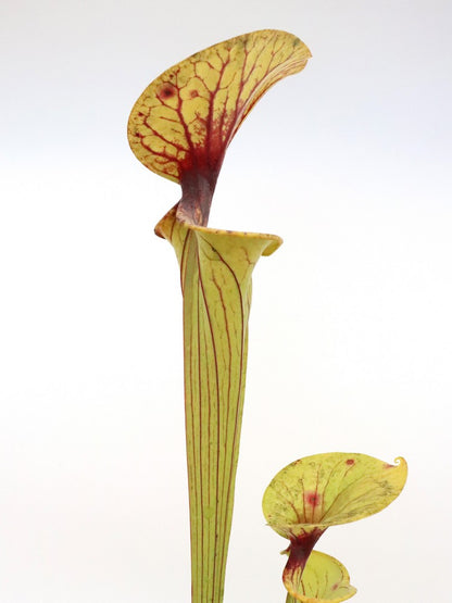 Sarracenia flava var. ornata "Heavy black vein" Dr.Konig