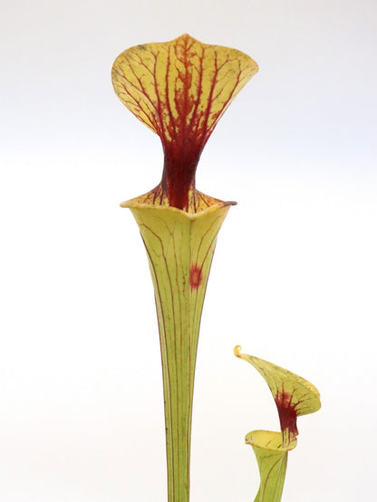 Sarracenia flava var. ornata "Heavy black vein" Dr.Konig