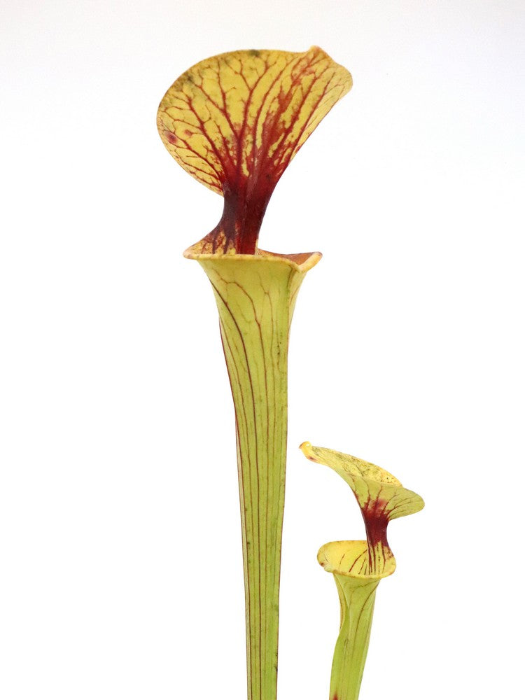 Sarracenia flava var. ornata "Heavy black vein" Dr.Konig