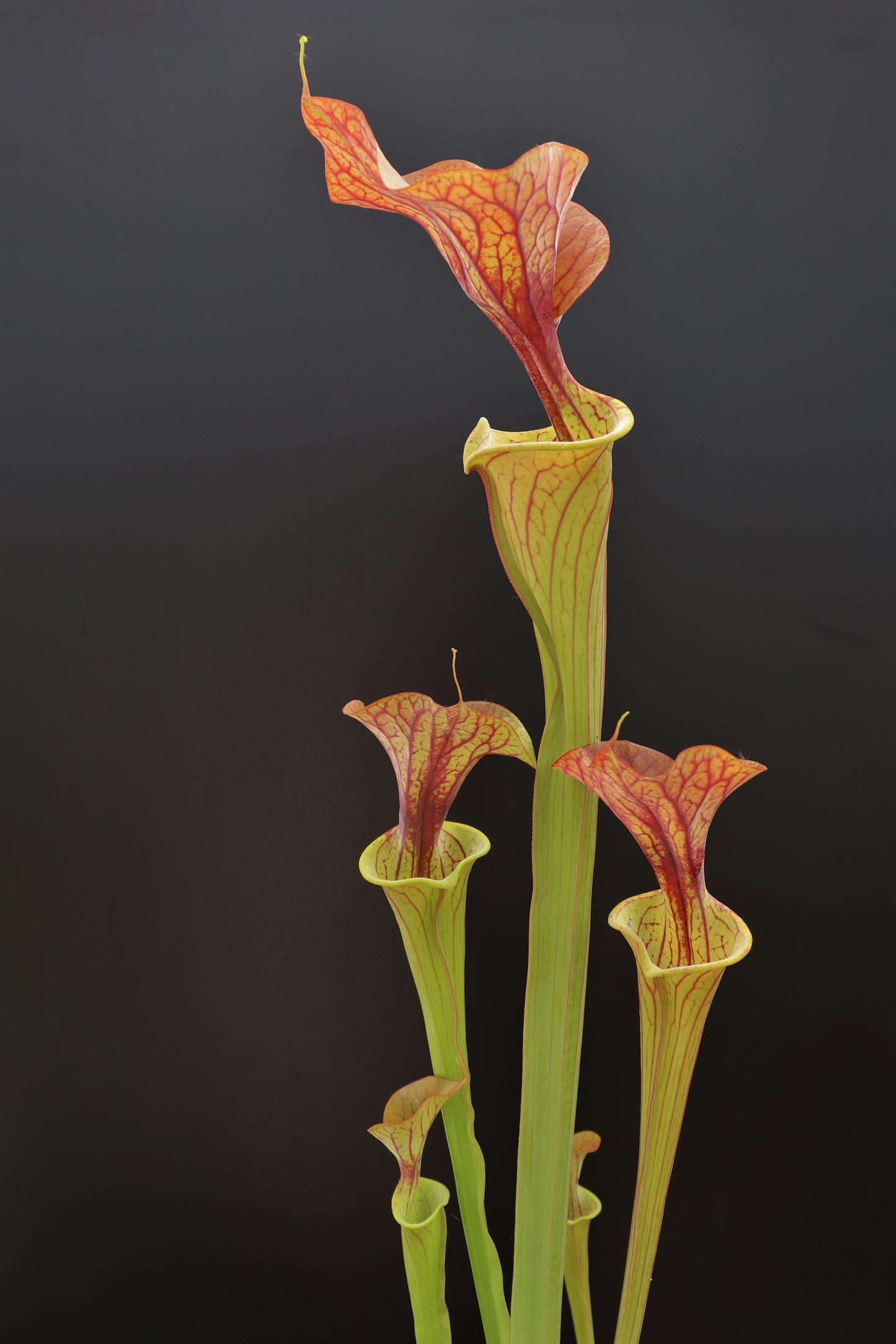 Sarracenia var. rubricorpora F RUB 06 PJ plants