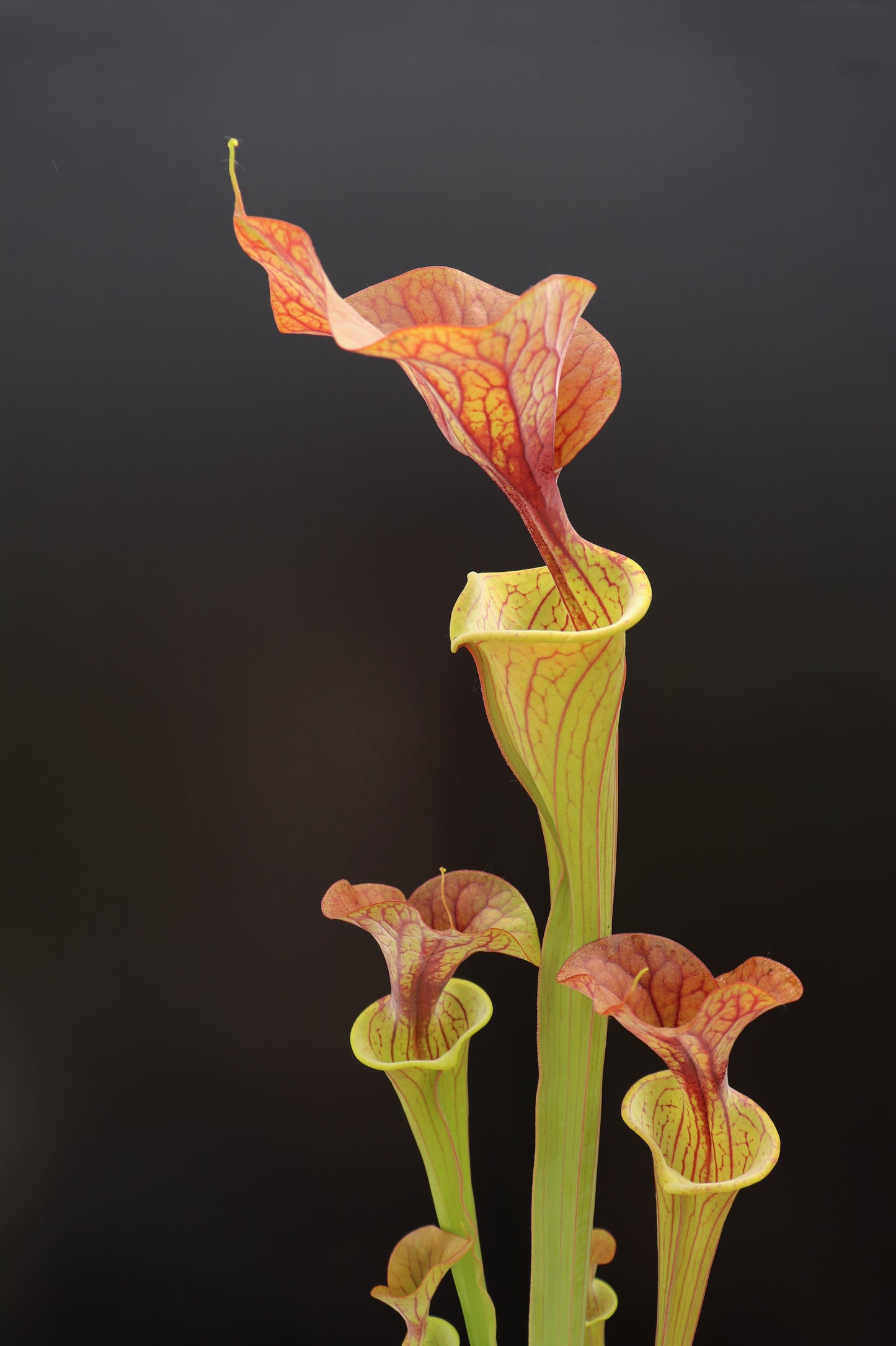 Sarracenia var. rubricorpora F RUB 06 PJ Pflanzen