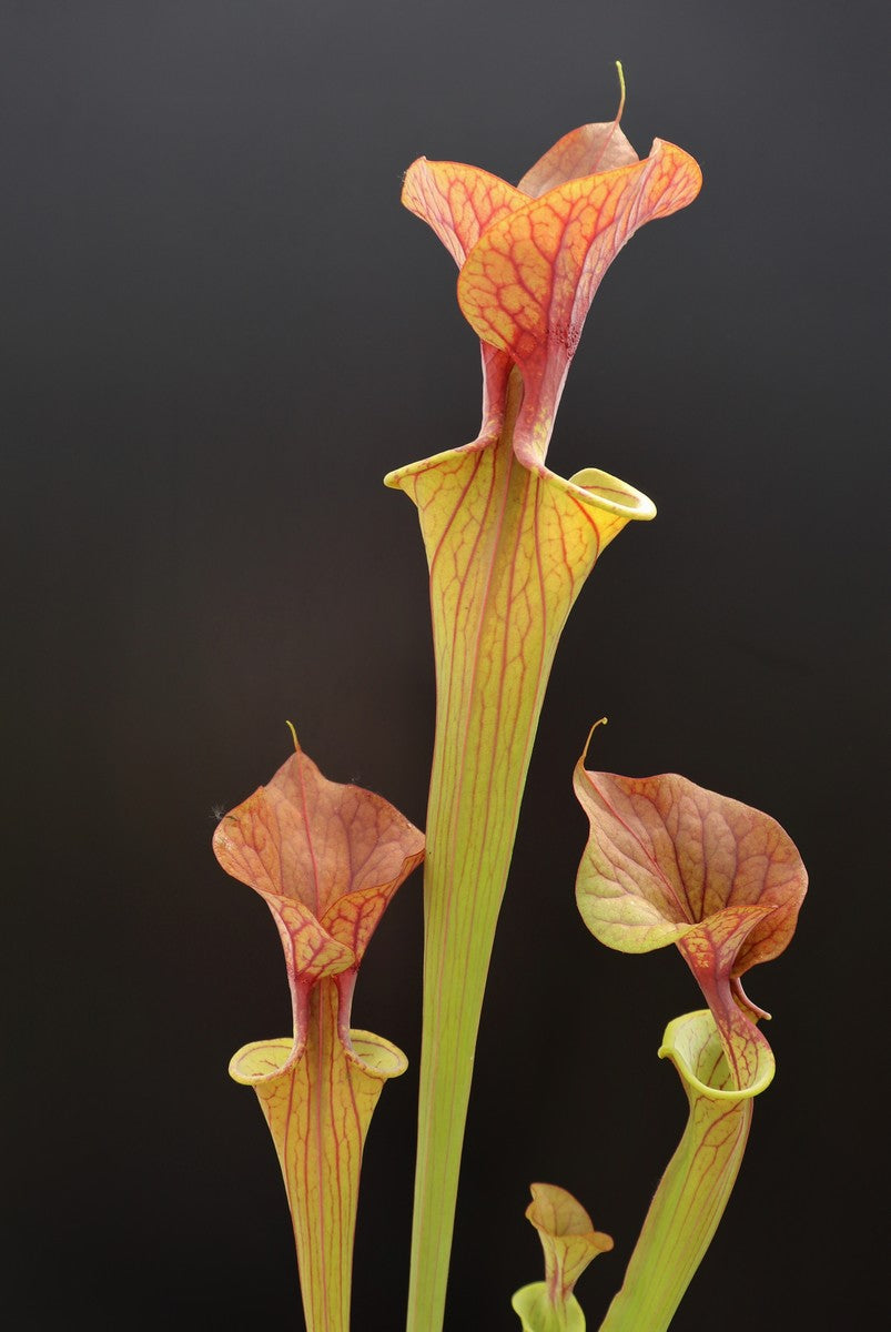 Sarracenia var. rubricorpora F RUB 06 PJ plants