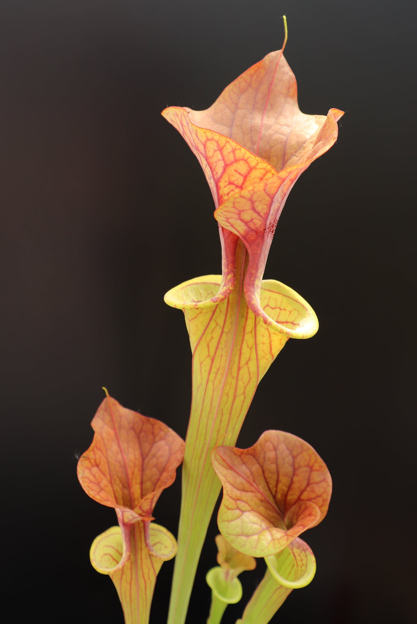 Sarracenia var. rubricorpora F RUB 06 PJ Pflanzen