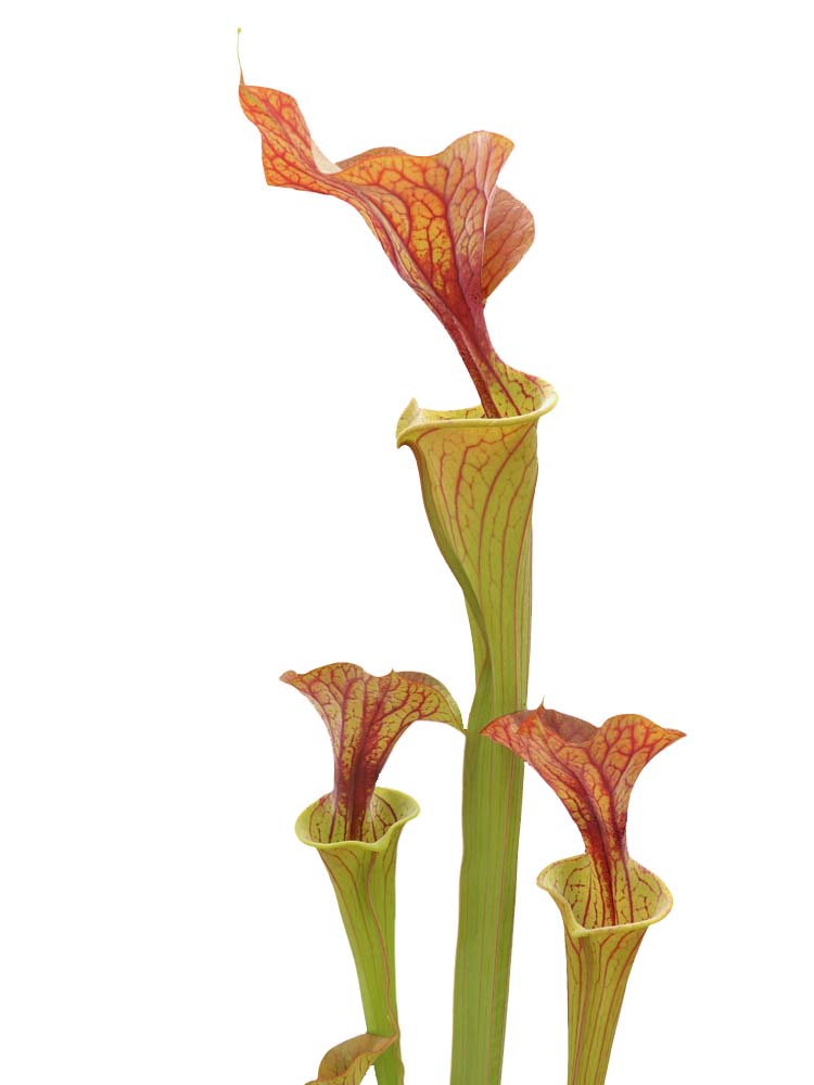 Sarracenia var. rubricorpora F RUB 06 PJ plants