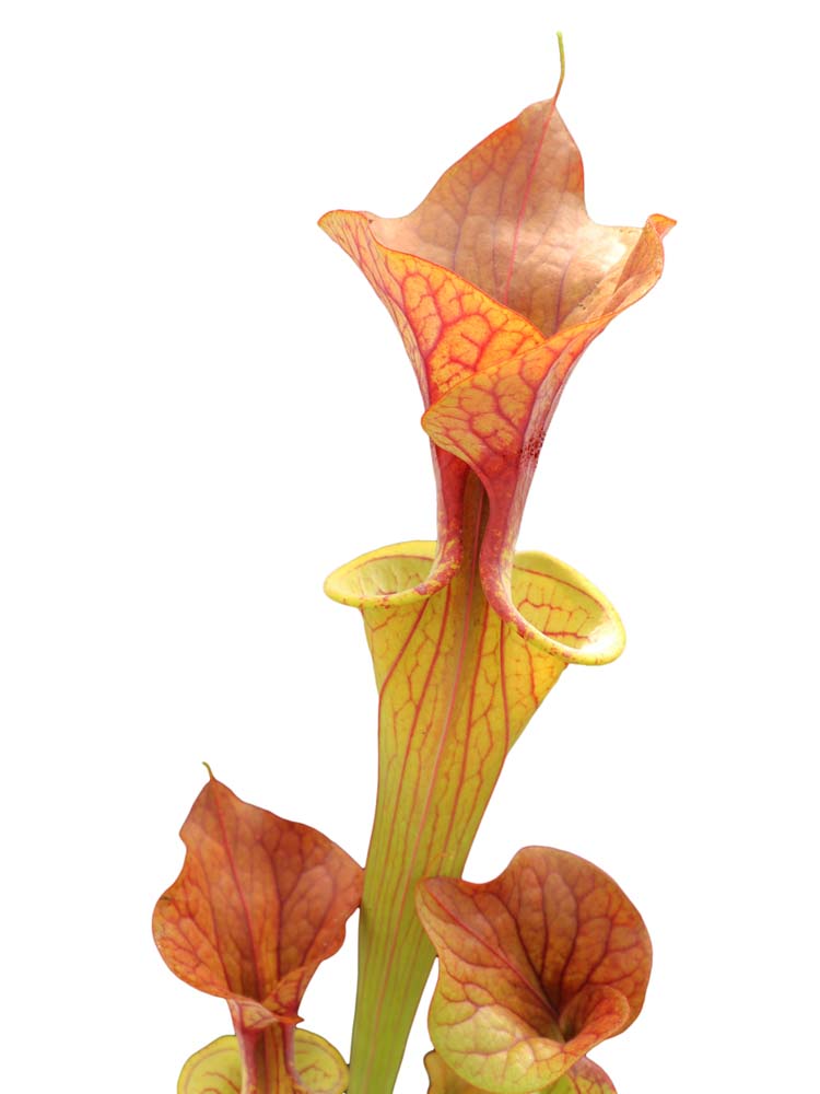 Sarracenia var. rubricorpora F RUB 06 PJ Pflanzen