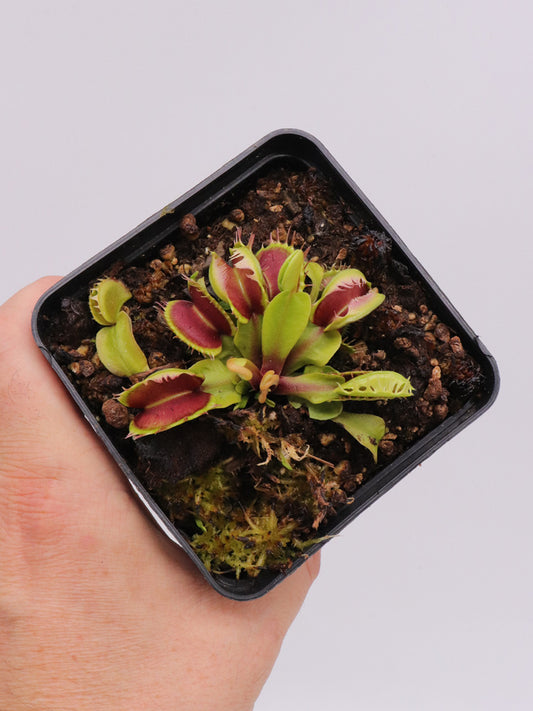 Dionaea muscipula "Fuzzy tooth" BCP