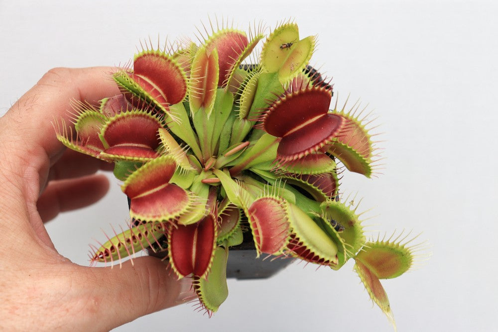 Dionaea muscipula "G17"