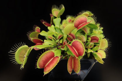 Dionaea muscipula "G17"