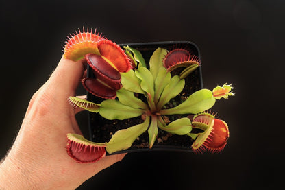 Dionaea muscipula "Gargoyle"