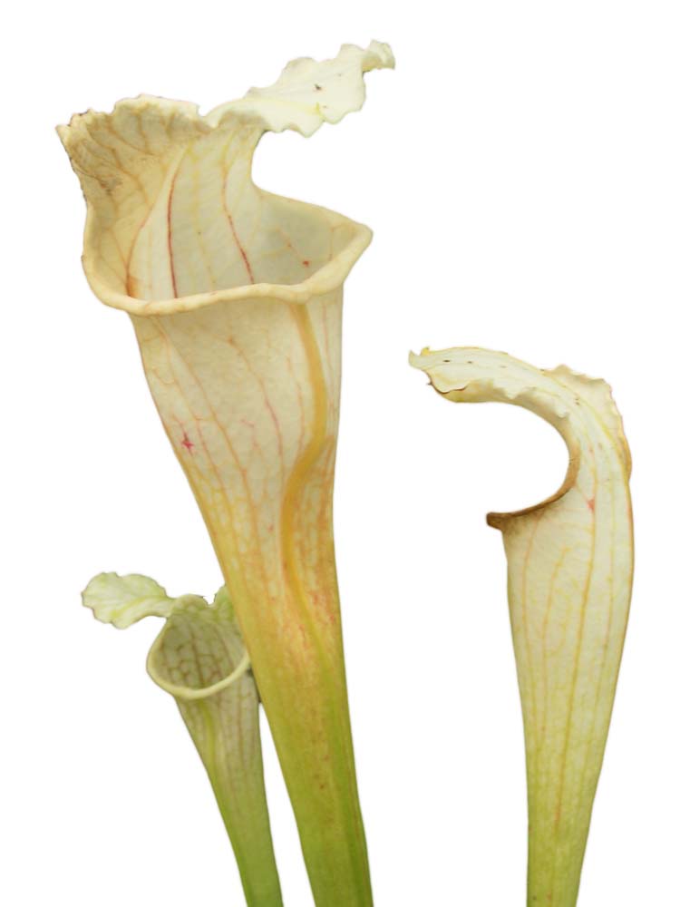 Sarracenia leucophylla „White Top“ Baldwin Co.