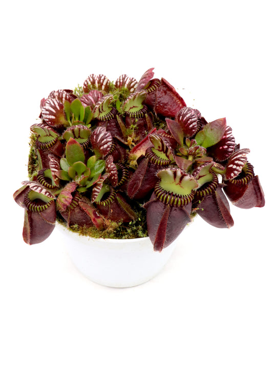 Cephalotus follicularis "Giant" Veek C01