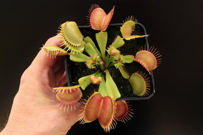 Dionaea muscipula "GJ Supernova"