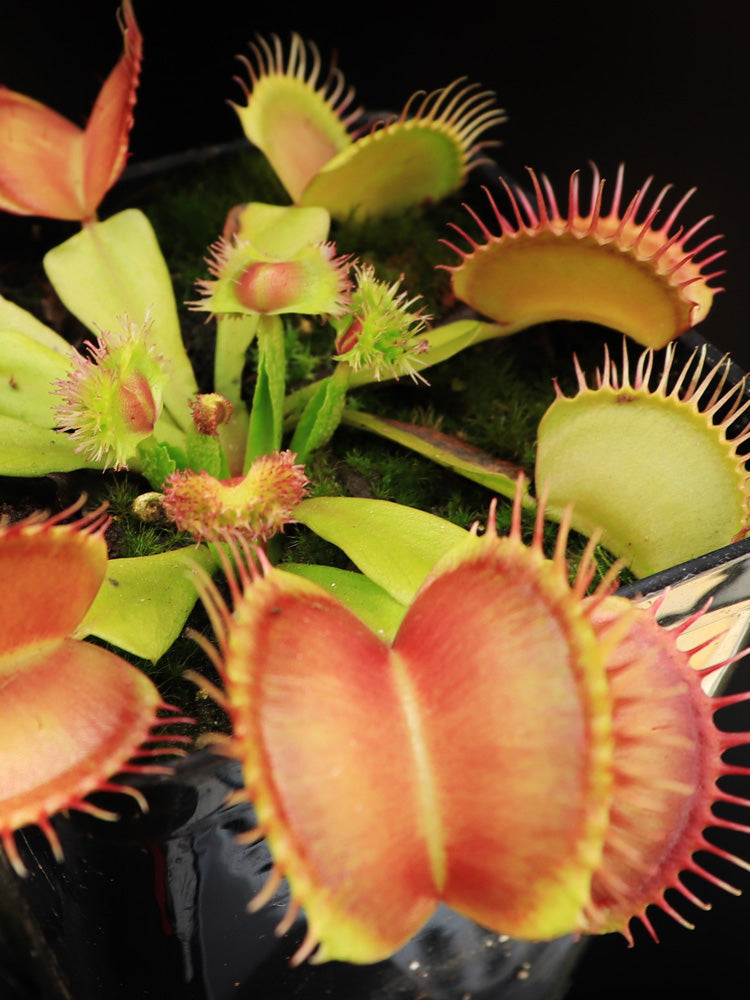 Dionaea muscipula "GJ Supernova"