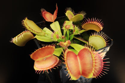 Dionaea muscipula "GJ Supernova"