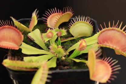 Dionaea muscipula "GJ Supernova"