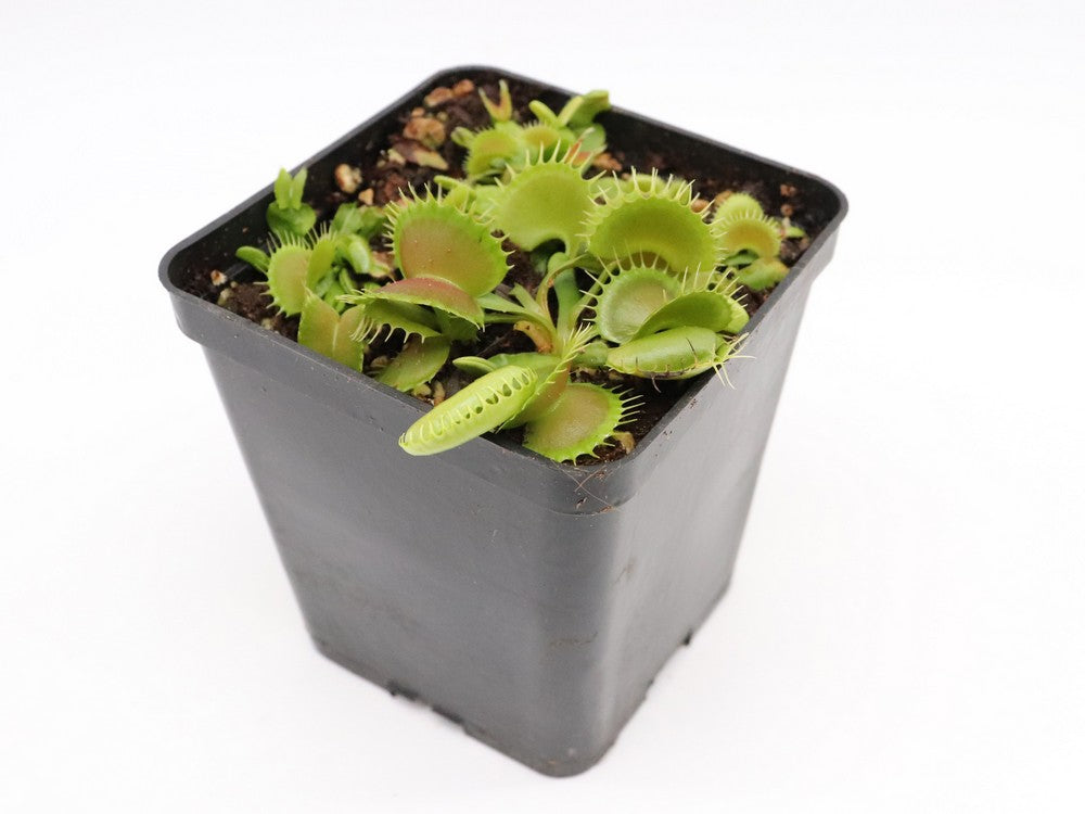 Dionaea muscipula "GJ Bloody Nurse"