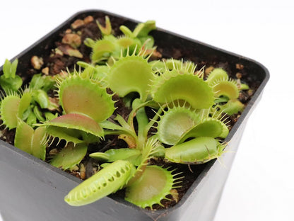 Dionaea muscipula "GJ Bloody Nurse"