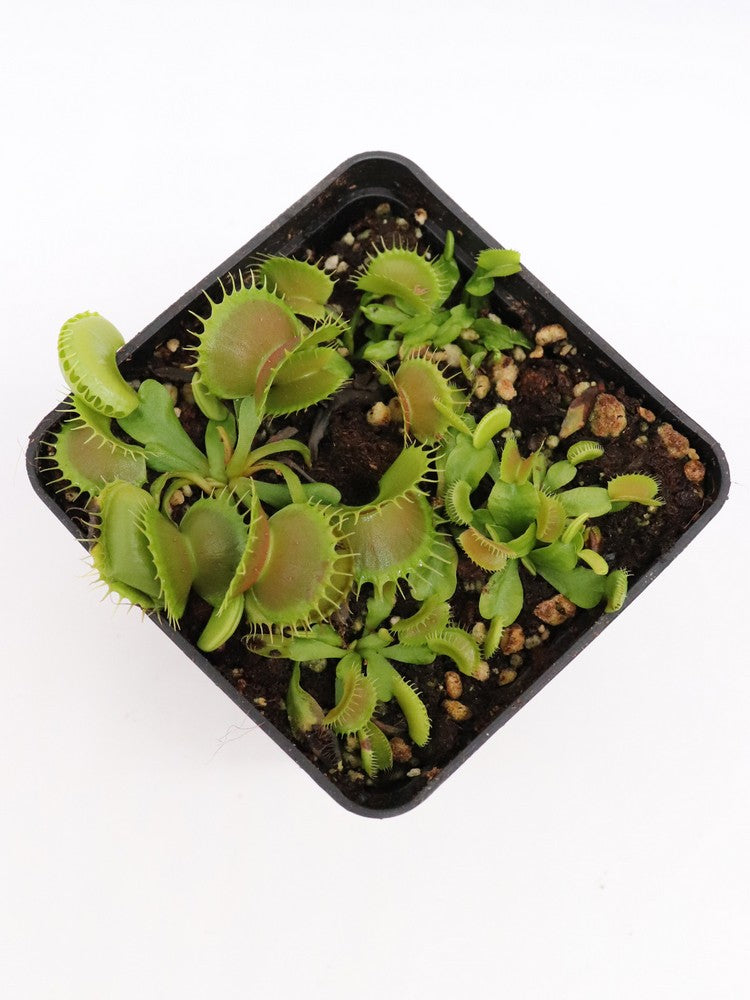 Dionaea muscipula "GJ Bloody Nurse"