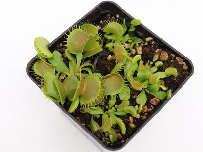 Dionaea muscipula "GJ Bloody Nurse"